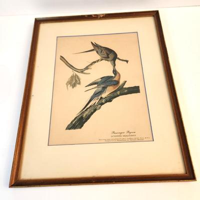 Lot #41D Vintage Passenger Pigeon Print - 1950's