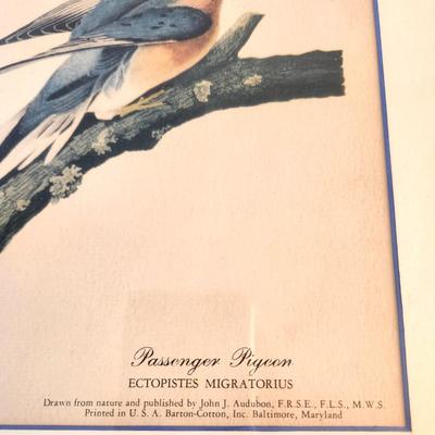 Lot #41D Vintage Passenger Pigeon Print - 1950's