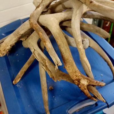 LOT 187 LOT OF ANTLERS