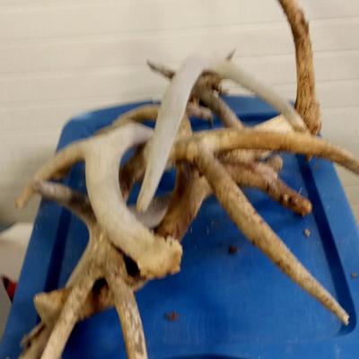 LOT 188 ANOTHER LOT OF DEER ANTLERS