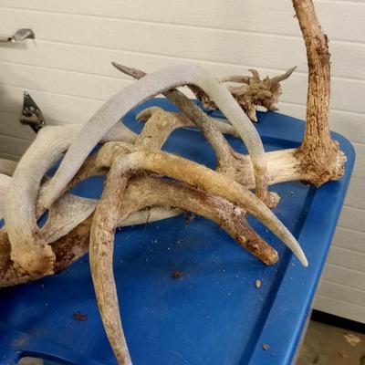 LOT 188 ANOTHER LOT OF DEER ANTLERS