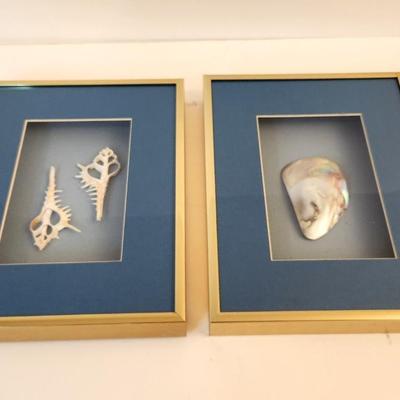 Lot #77  Lot of 2 Shadowboxes - Shells