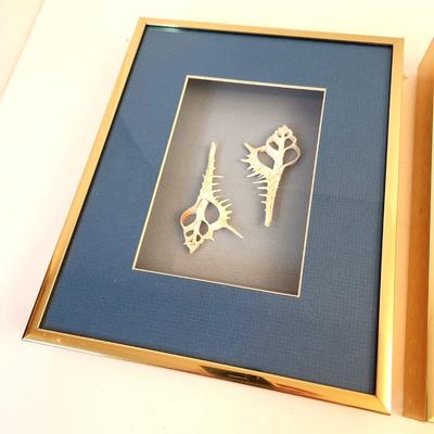 Lot #77  Lot of 2 Shadowboxes - Shells