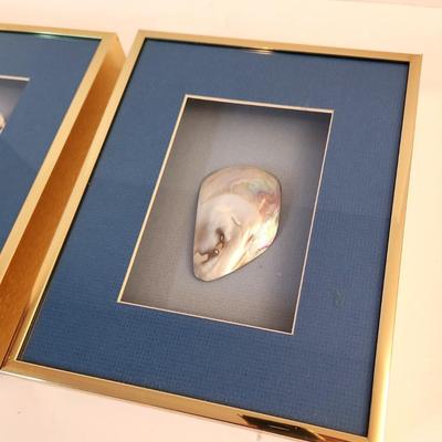 Lot #77  Lot of 2 Shadowboxes - Shells