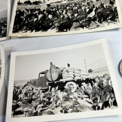 EARLY PHOTOS OF TURKEY FARM 4 PIECES