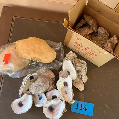 Box of shells