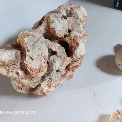 Large sea stone coral and pieces of shells and corals