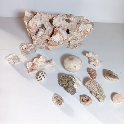 Large sea stone coral and pieces of shells and corals