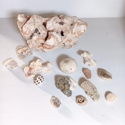 Large sea stone coral and pieces of shells and corals