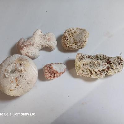 Large sea stone coral and pieces of shells and corals