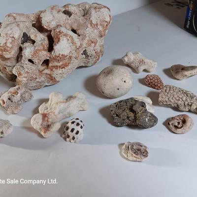 Large sea stone coral and pieces of shells and corals
