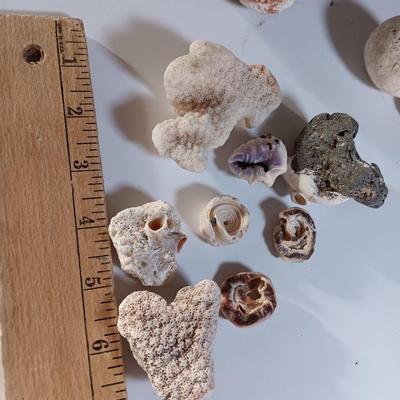 Large sea stone coral and pieces of shells and corals