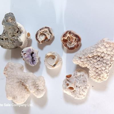 Large sea stone coral and pieces of shells and corals