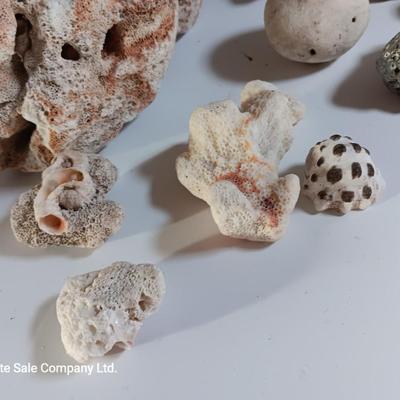 Large sea stone coral and pieces of shells and corals