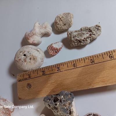 Large sea stone coral and pieces of shells and corals
