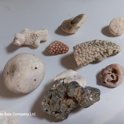 Large sea stone coral and pieces of shells and corals