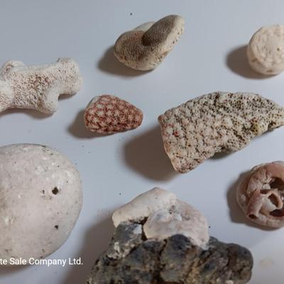 Large sea stone coral and pieces of shells and corals