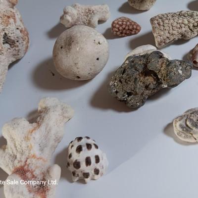 Large sea stone coral and pieces of shells and corals