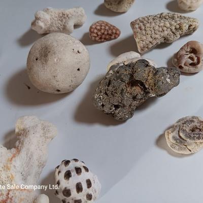 Large sea stone coral and pieces of shells and corals