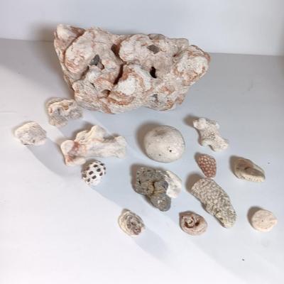 Large sea stone coral and pieces of shells and corals