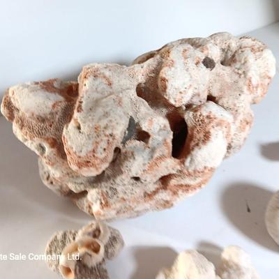 Large sea stone coral and pieces of shells and corals
