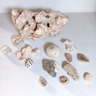 Large sea stone coral and pieces of shells and corals