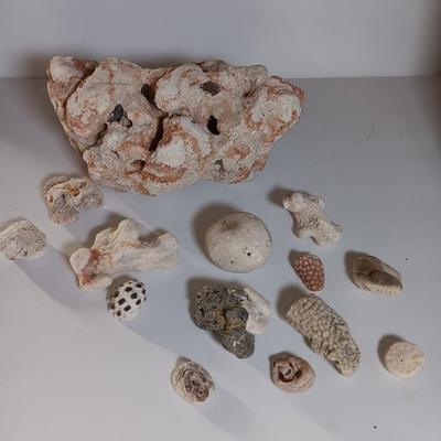Large sea stone coral and pieces of shells and corals