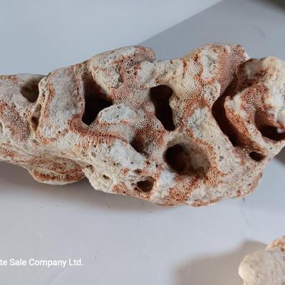Large sea stone coral and pieces of shells and corals