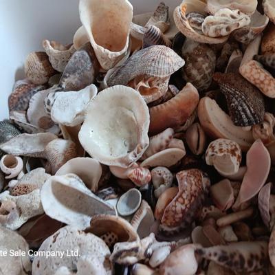 Seashells and coral pieces - past sea life