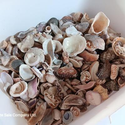Seashells and coral pieces - past sea life