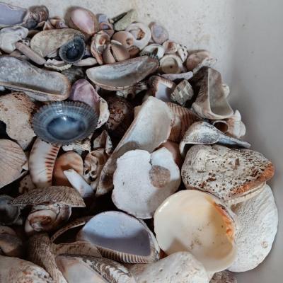 Seashells and coral pieces - past sea life