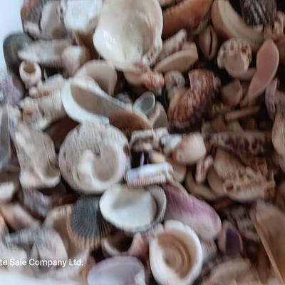 Seashells and coral pieces - past sea life