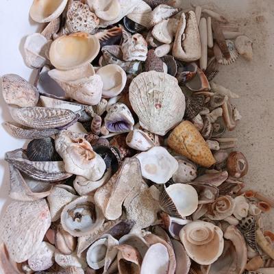 Seashells and coral pieces - past sea life