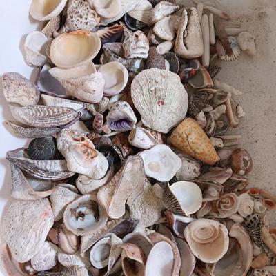 Seashells and coral pieces - past sea life