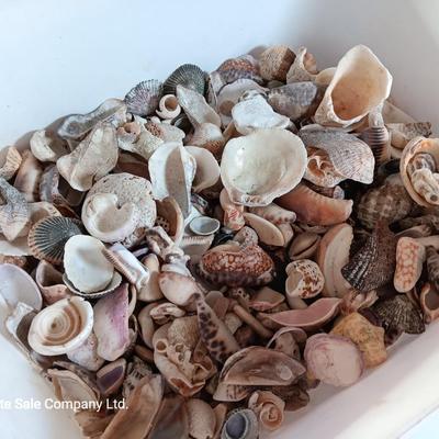 Seashells and coral pieces - past sea life