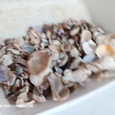 Seashells and coral pieces - past sea life
