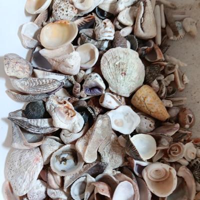 Seashells and coral pieces - past sea life