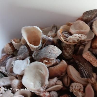 Seashells and coral pieces - past sea life