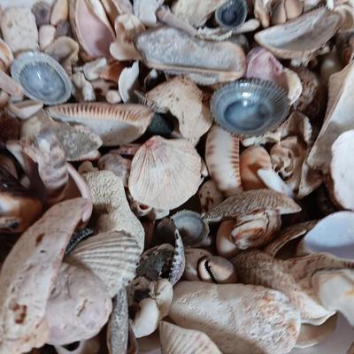 Seashells and coral pieces - past sea life