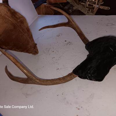 Two mounted antlers