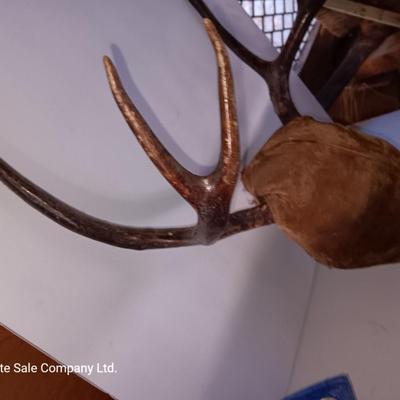 Two mounted antlers