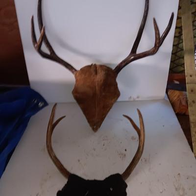 Two mounted antlers