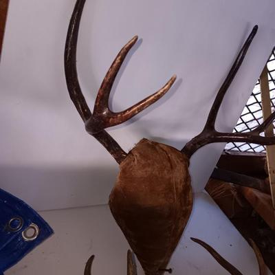 Two mounted antlers