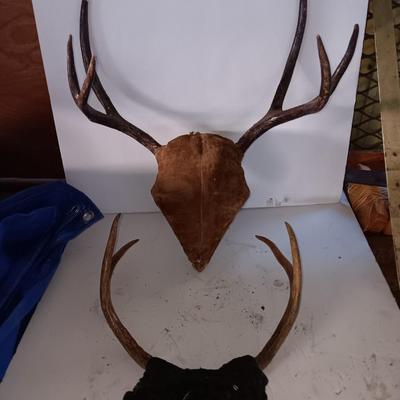 Two mounted antlers
