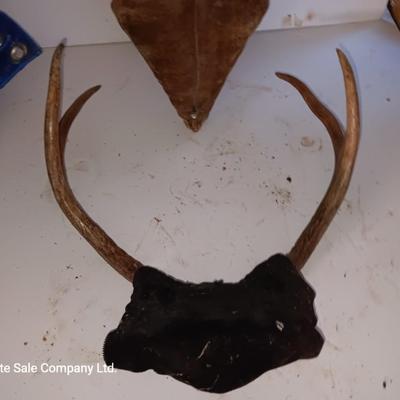 Two mounted antlers