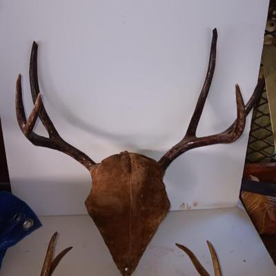 Two mounted antlers