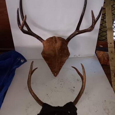 Two mounted antlers