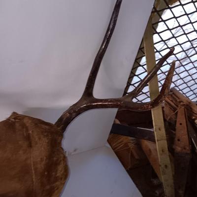 Two mounted antlers