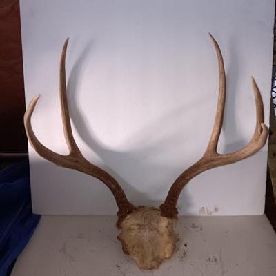 Two mounted antlers one on a board