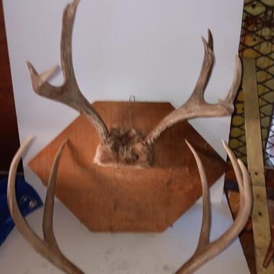 Two mounted antlers one on a board